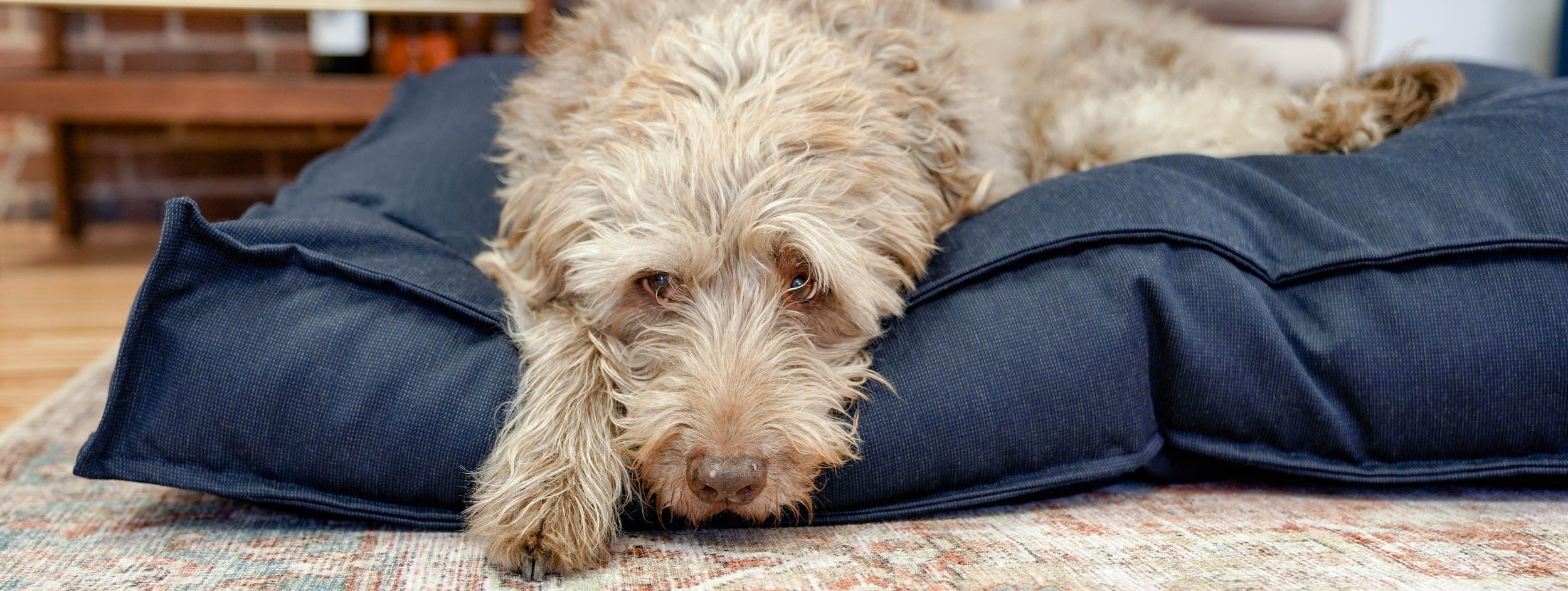 Dog lounging on a navy blue dog bed in a modern home interior.