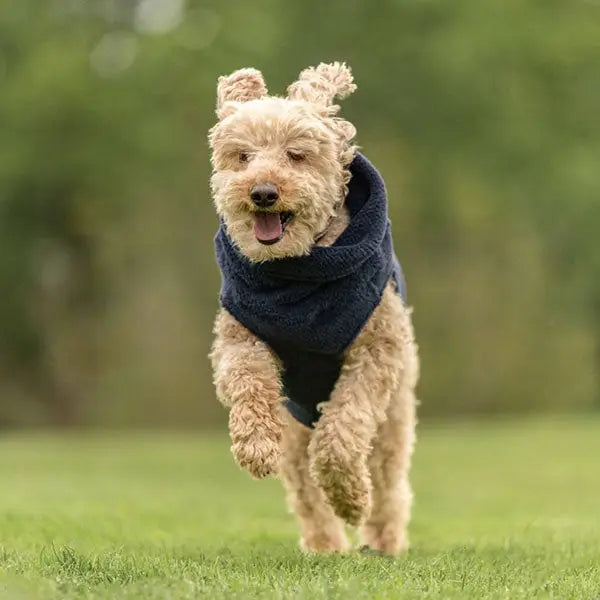 Labradoodle wearing a gray coat running outside.