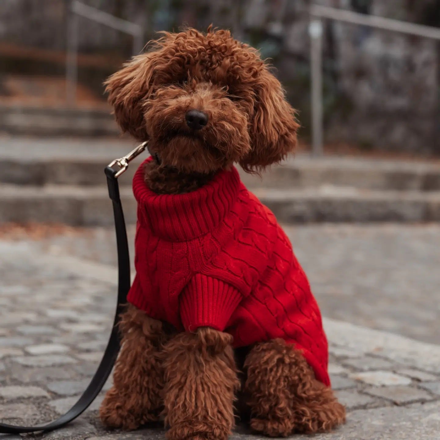 Brown curly-haired dog sitting on a stone walkway wearing a red cable-knit dog sweater and leash.