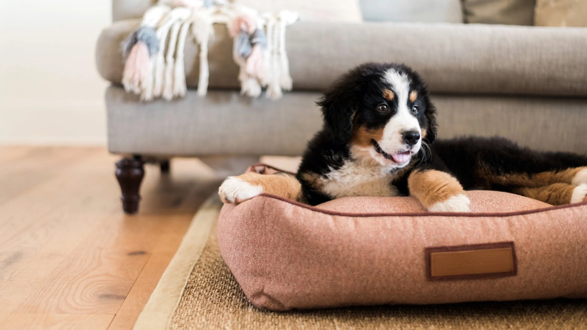 Bernadoodle dog breed on a kuddler style dog bed on a living room floor with a sofa in the background