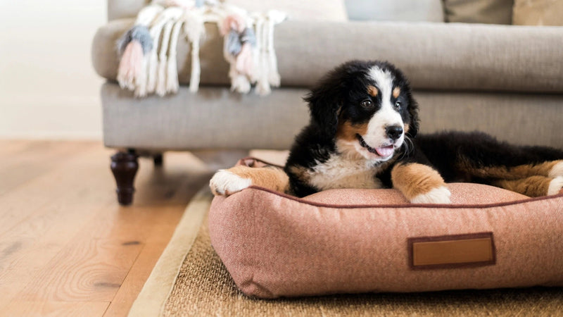 Bernadoodle dog breed on a kuddler style dog bed on a living room floor with a sofa in the background