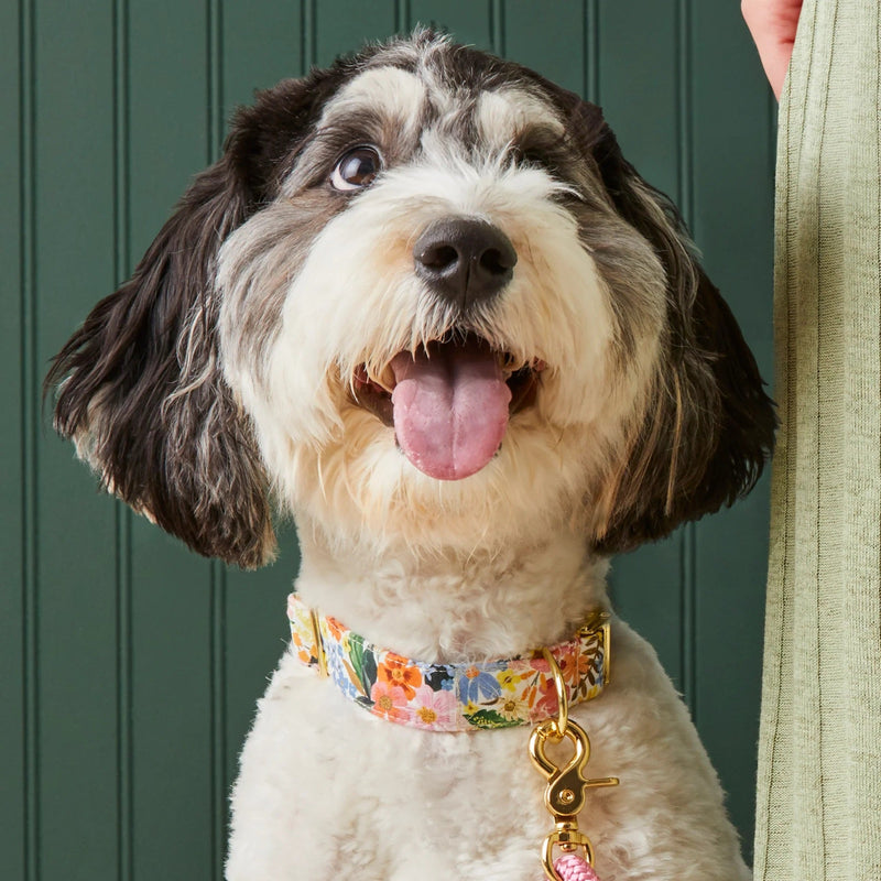 Smiling black-and-white sheepadoodle wearing a floral dog collar with gold hardware, shown close-up against a green paneled background.