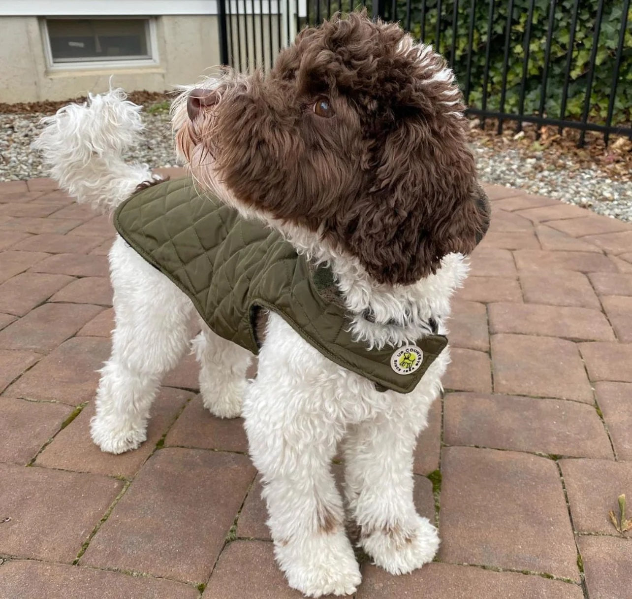 Brown and white curly-coated bernadoodle wearing an olive green quilted dog vest, standing on a brick patio outdoors.