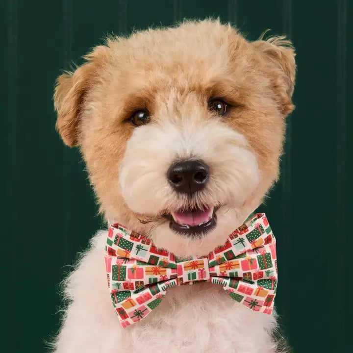 Dog wearing a colorful bow tie against a dark background
