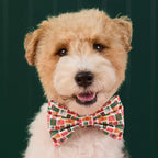 Dog wearing a colorful bow tie against a dark background