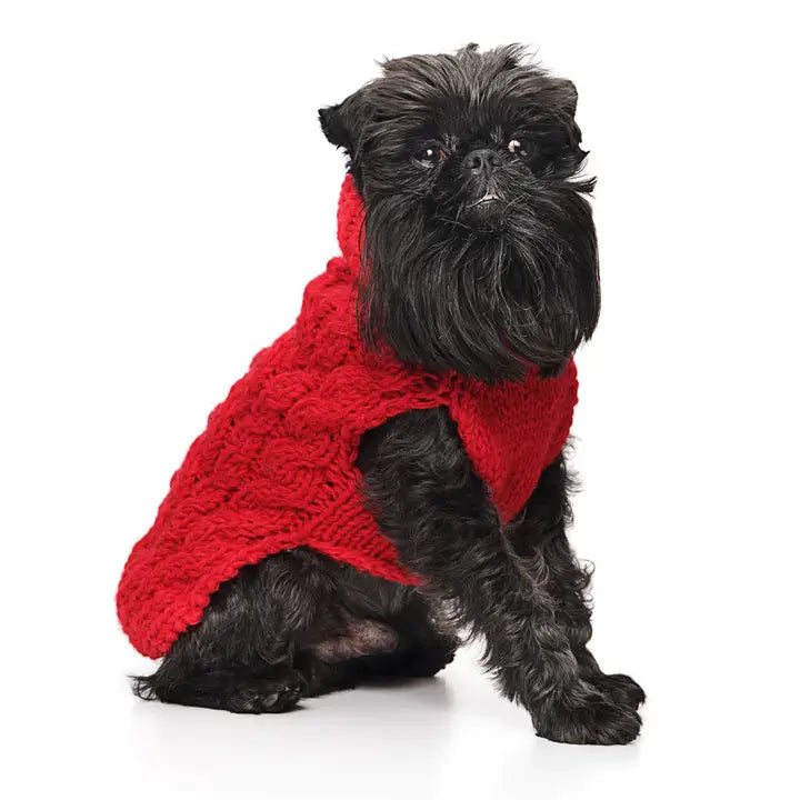 Small black dog wearing a red cable knitted sweater on a white background