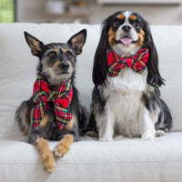 Two dogs wearing red bow ties sitting on a white couch.