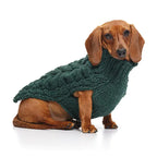 Dachshund wearing a green cable knitted sweater on a white background