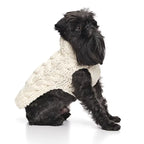 Small dog wearing a wool white knitted sweater on a white background