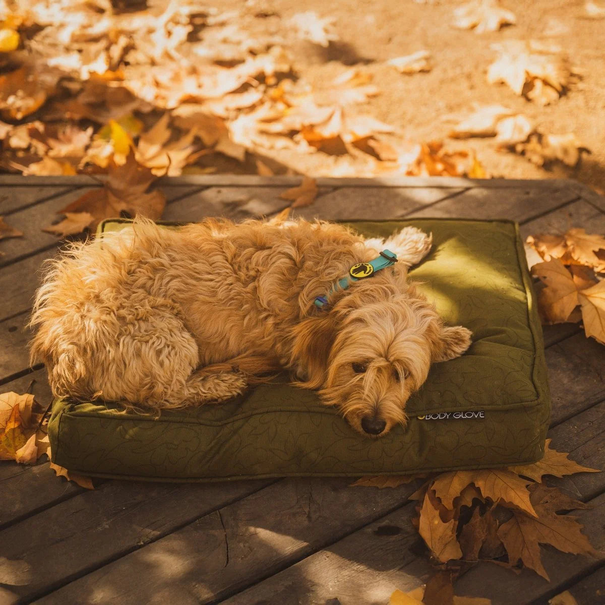 Dog lying on a green dog bed surrounded by autumn leaves