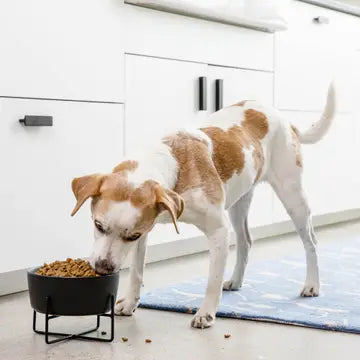 Dog eating from a black bowl on a kitchen floor