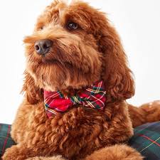 Brown dog wearing a red plaid bow tie sitting on a checkered surface.