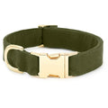 Green dog collar with a gold buckle on a white background