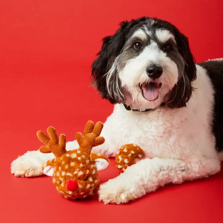 Dog with a reindeer toy on a red background