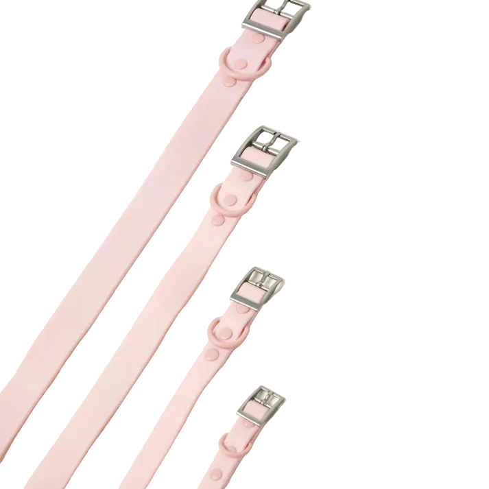 Pink dog collars with silver buckles on a white background