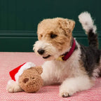 Small dog with a red collar holding a teddy bear wearing a Santa hat on a red and white checkered surface.