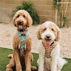 Two goldendoodles wearing "Lucy & Co" dog harness outside.