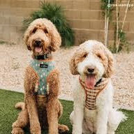 Two goldendoodles wearing "Lucy & Co" dog harness outside.
