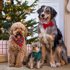 Three dogs wearing colorful bow ties sitting in front of a decorated Christmas tree.
