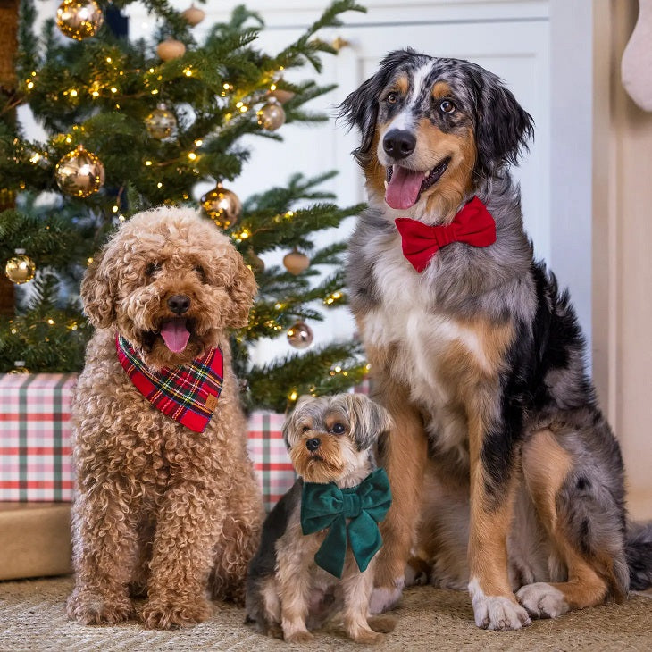 Three dogs wearing colorful bow ties sitting in front of a decorated Christmas tree.